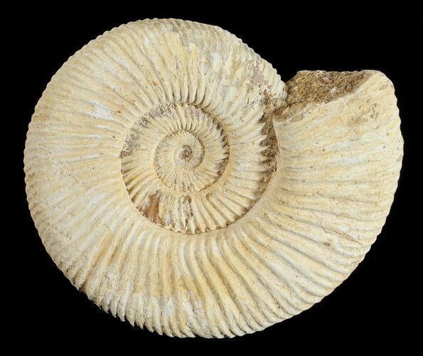 Perisphinctes Ammonite - Jurassic #54262